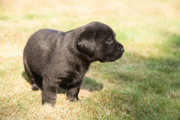 Ritratto Cane Carino — Foto Stock