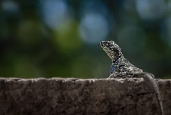 Lagarto Zoológico — Fotografia de Stock