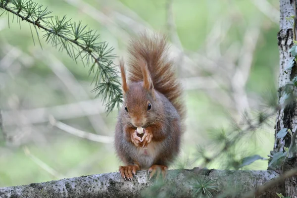 Red Squirrel Forest — Stock Photo, Image