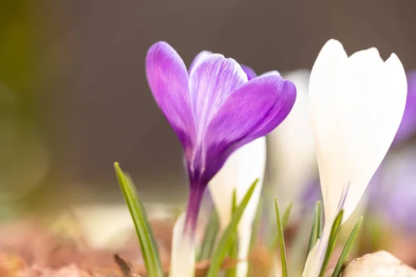 Hermosas Flores Cocodrilo Púrpura Bosque —  Fotos de Stock