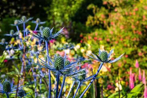 정원에 아름다운 — 스톡 사진