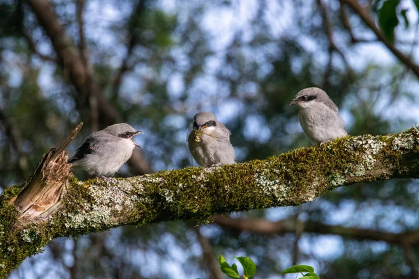 Vögel Sitzen Auf Einem Ast — Stockfoto