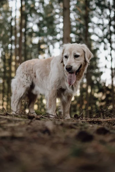 Собака Лісі — стокове фото