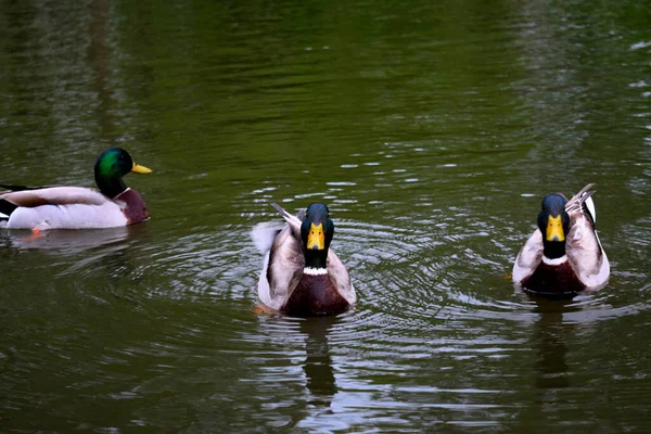 Vízben Úszó Kacsák — Stock Fotó