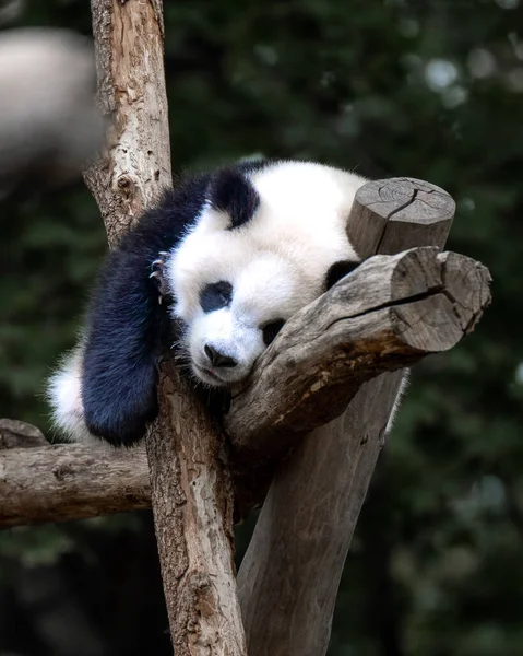 Óriás Panda Bambuszt Eszik Erdőben — Stock Fotó