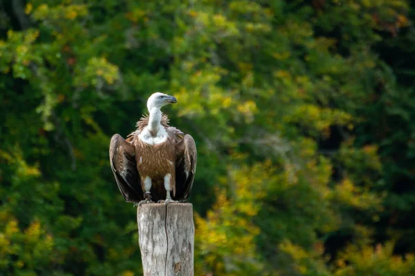 Closeup Shot White Eagle Forest — стоковое фото