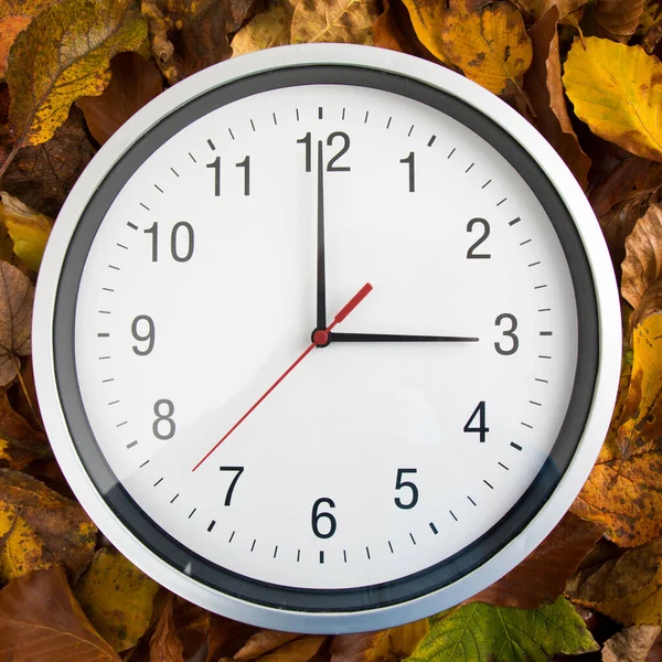 Herfst Bladeren Een Witte Achtergrond — Stockfoto