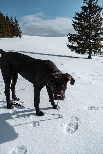 Чёрная Собака Снегу — стоковое фото