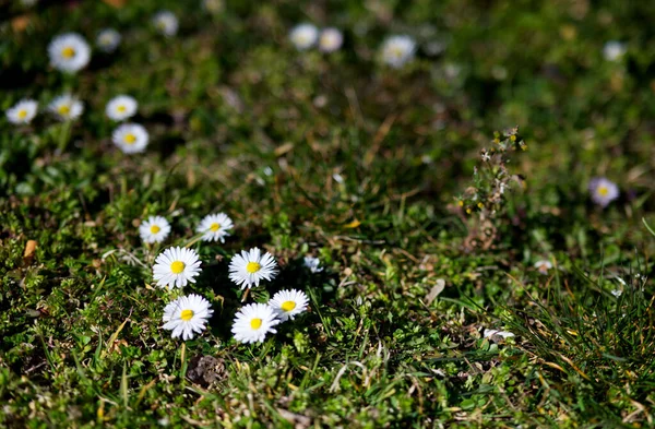 ดอกเดซ ขาวในสวน — ภาพถ่ายสต็อก