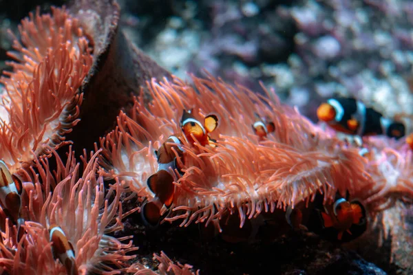 Hermosa Anémona Mar Acuario — Foto de Stock