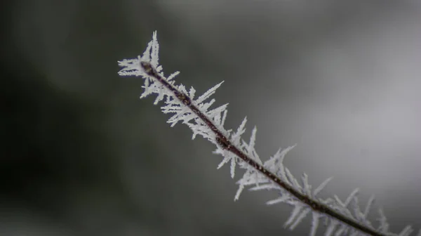 얼어붙은 식물의 — 스톡 사진