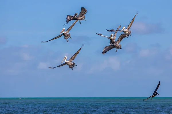 Seagulls Flying Sky — Stock Photo, Image