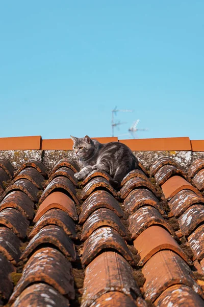 Kočka Starém Domě Městě — Stock fotografie