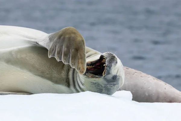 Denizde Beyaz Başlı Bir Penguenin Yakın Çekimi — Stok fotoğraf