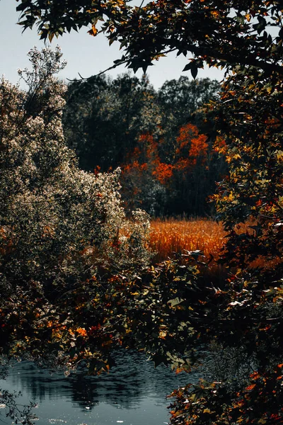 Paisaje Otoñal Con Árboles Hojas — Foto de Stock