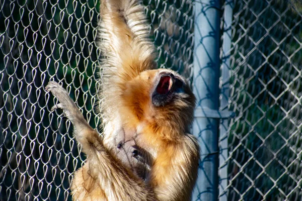 Een Schattige Aap Rust Dierentuin — Stockfoto