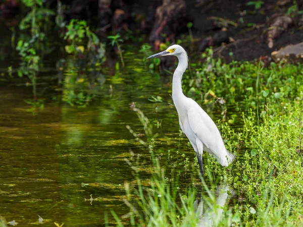 Λευκό Egret Στο Νερό — Φωτογραφία Αρχείου