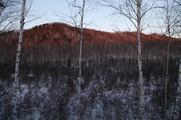 나무로 뒤덮인 — 스톡 사진