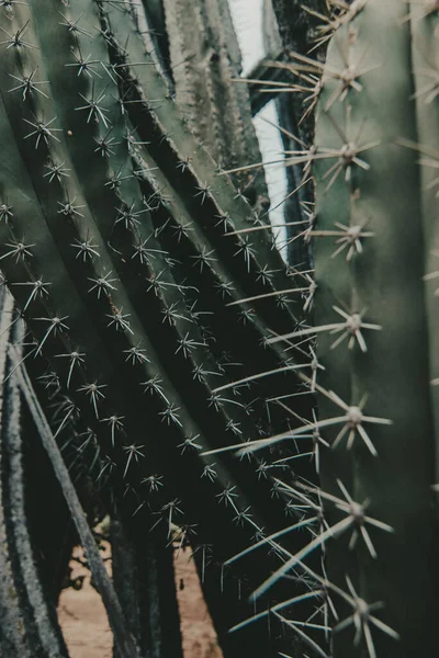 Hermoso Plano Botánico Fondo Pantalla Natural —  Fotos de Stock