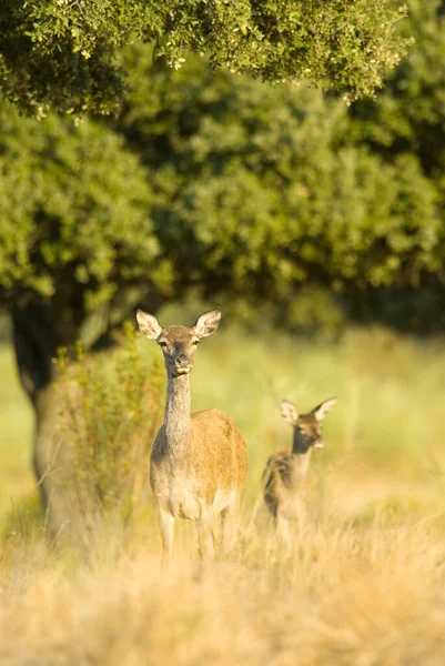 Damwild Auf Der Wiese — Stockfoto