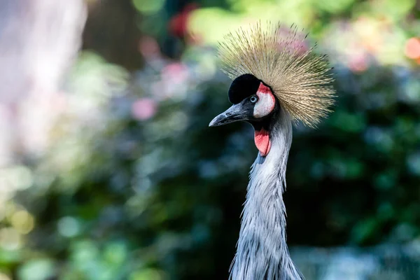 Close Van Een Vogel — Stockfoto