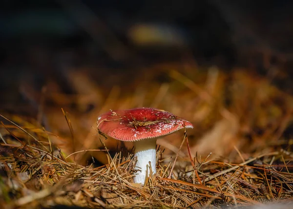 森の中の赤と白のキノコ — ストック写真