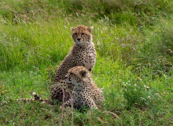 Cheeta Het Gras — Stockfoto