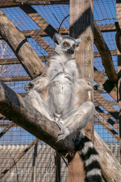 Lemur Sentado Árbol — Foto de Stock