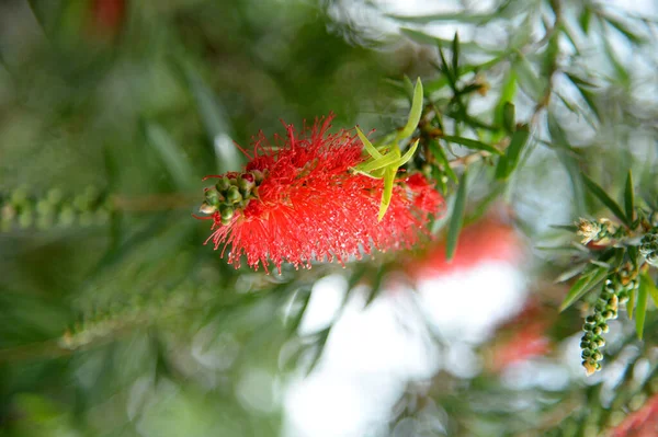 Fragole Mature Rosse Albero — Foto Stock