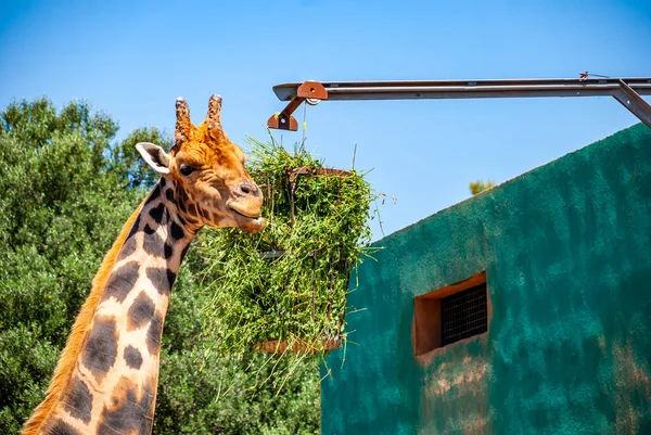 Hayvanat Bahçesindeki Zürafa — Stok fotoğraf
