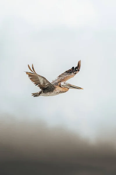 Ein Vogel Fliegt Den Himmel — Stockfoto