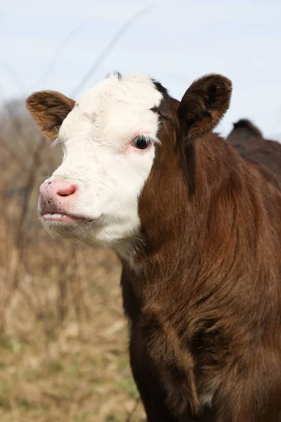 靠近一只白色和棕色的奶牛 一头奶牛在田野里 — 图库照片