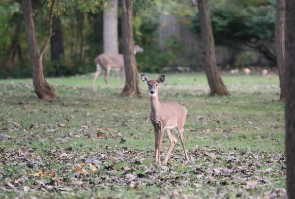 Rehe Wald — Stockfoto