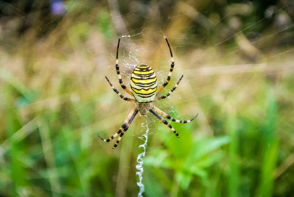 Ιστός Αράχνης Ιστό Αράχνης Στο Δάσος — Φωτογραφία Αρχείου