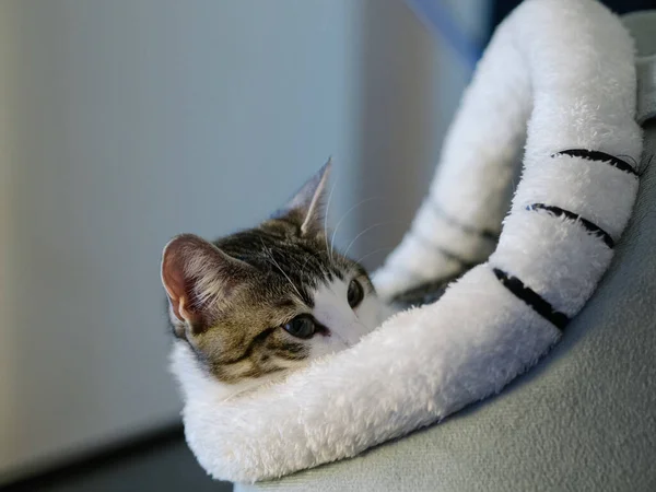 Kot Leżący Podłodze — Zdjęcie stockowe