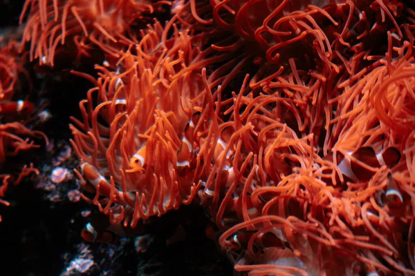 水族館のサンゴ礁は — ストック写真