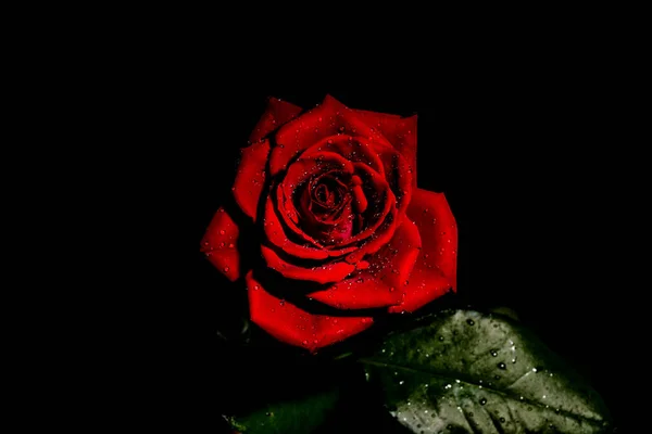 Smuk Rød Rose Sort Baggrund - Stock-foto