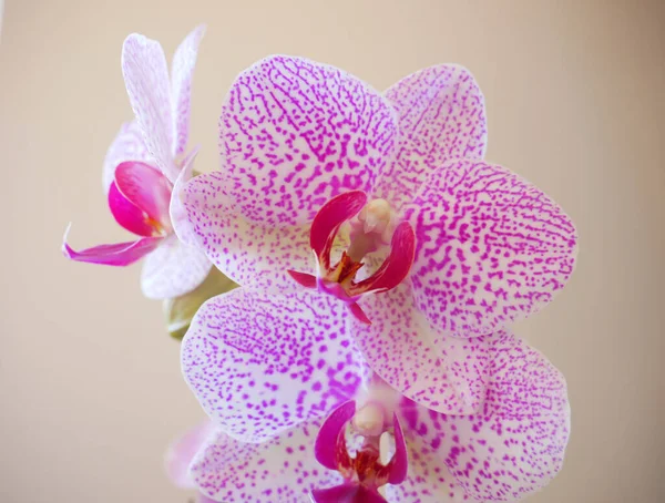 Fleurs Orchidée Sur Fond Blanc — Photo