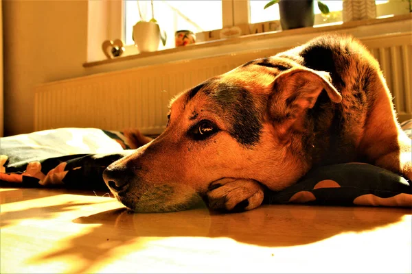 Cão Deitado Chão — Fotografia de Stock