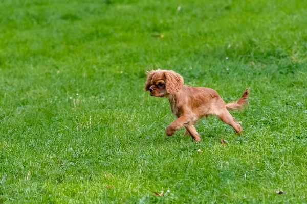 Anjing Bermain Dengan Bola Rumput Hijau — Stok Foto
