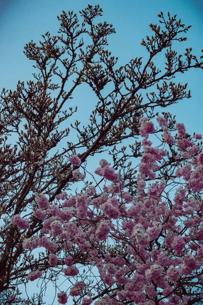 庭の美しい春の花 — ストック写真