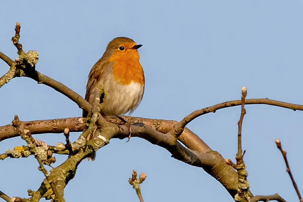 Bird Branch Tree — Stock Photo, Image