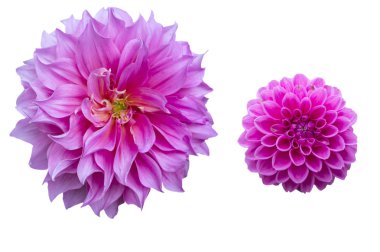 pembe dahlias