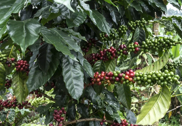 Coffee Trees