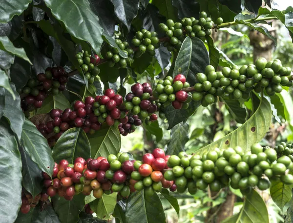 Plantação de café — Fotografia de Stock