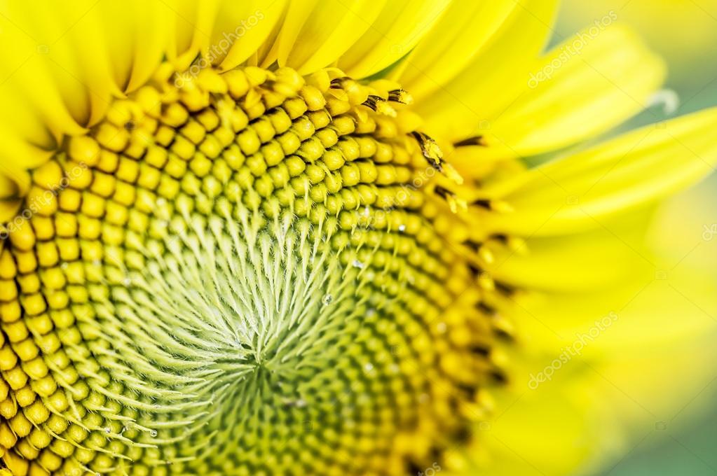 向日葵背景 图库照片 C Jirabu