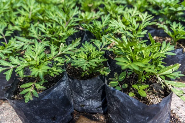 Young Flower Plantation — Stock Photo, Image