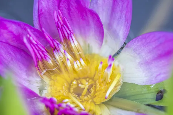 Water Lily Closed-Up — Stock Photo, Image