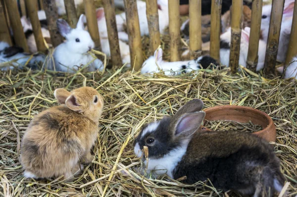Tavşan çiftliği — Stok fotoğraf