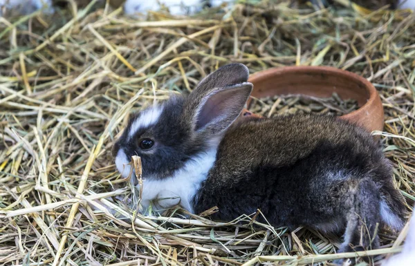 Siyah-beyaz tavşanı — Stok fotoğraf